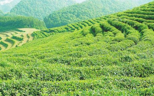 优化蕉岭黄坑茶特产包装盒设计，提升设计可见性