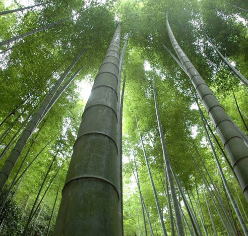 太浮山五大名竹特产：精美包装盒设计指南